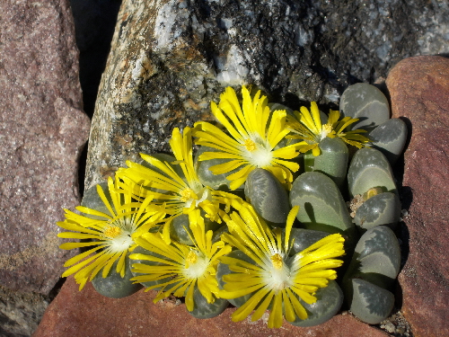 lithops helmutii